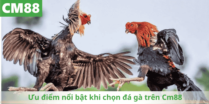 Ưu điểm nổi bật khi chọn đá gà trên Cm88